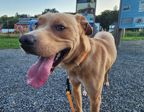 picture of the dog needing adoption
