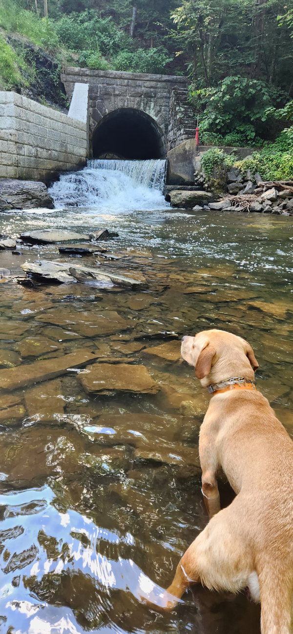 Ozzy *Courtesy Post* (Voorheesville- NY)