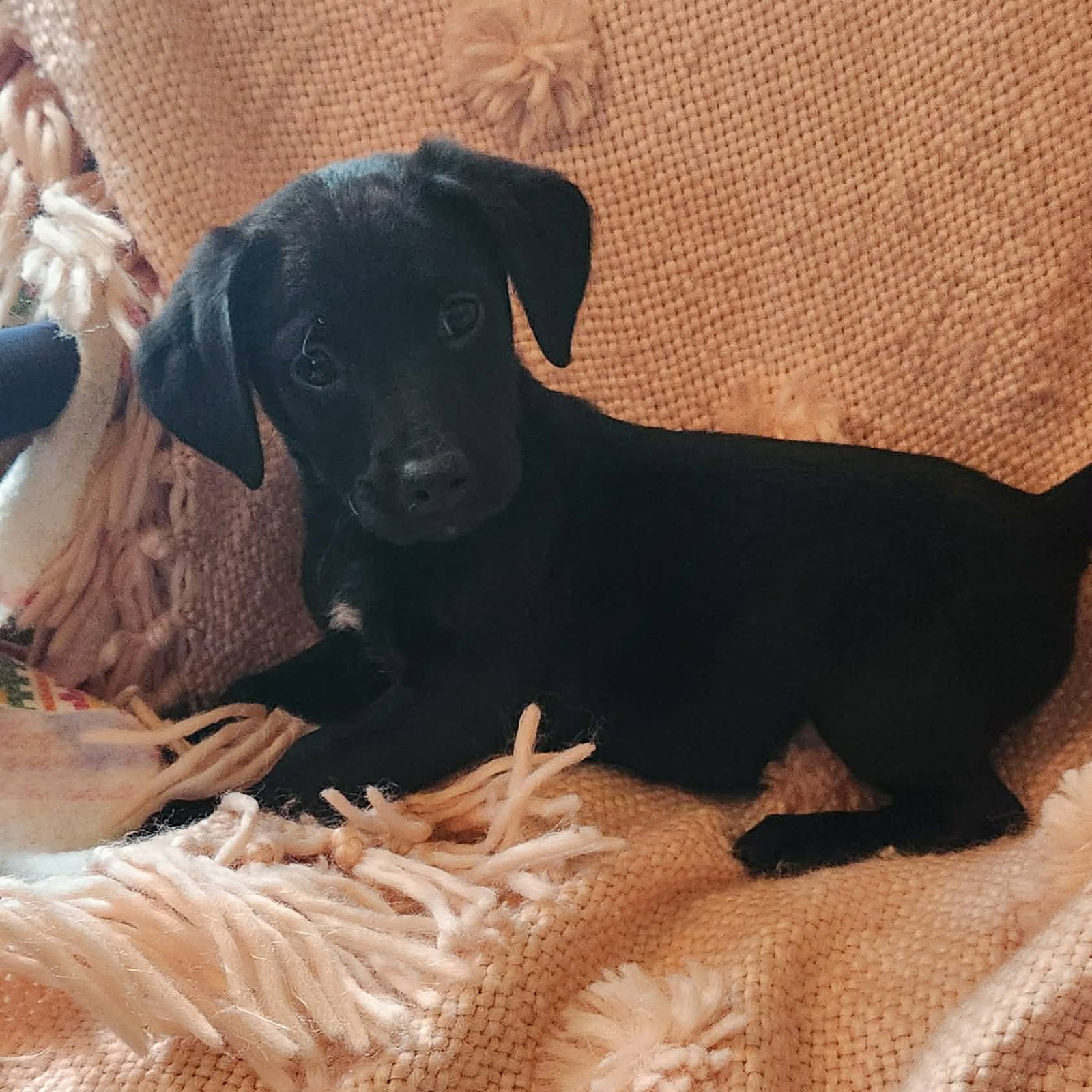 Fynn (NY-Shari) Image