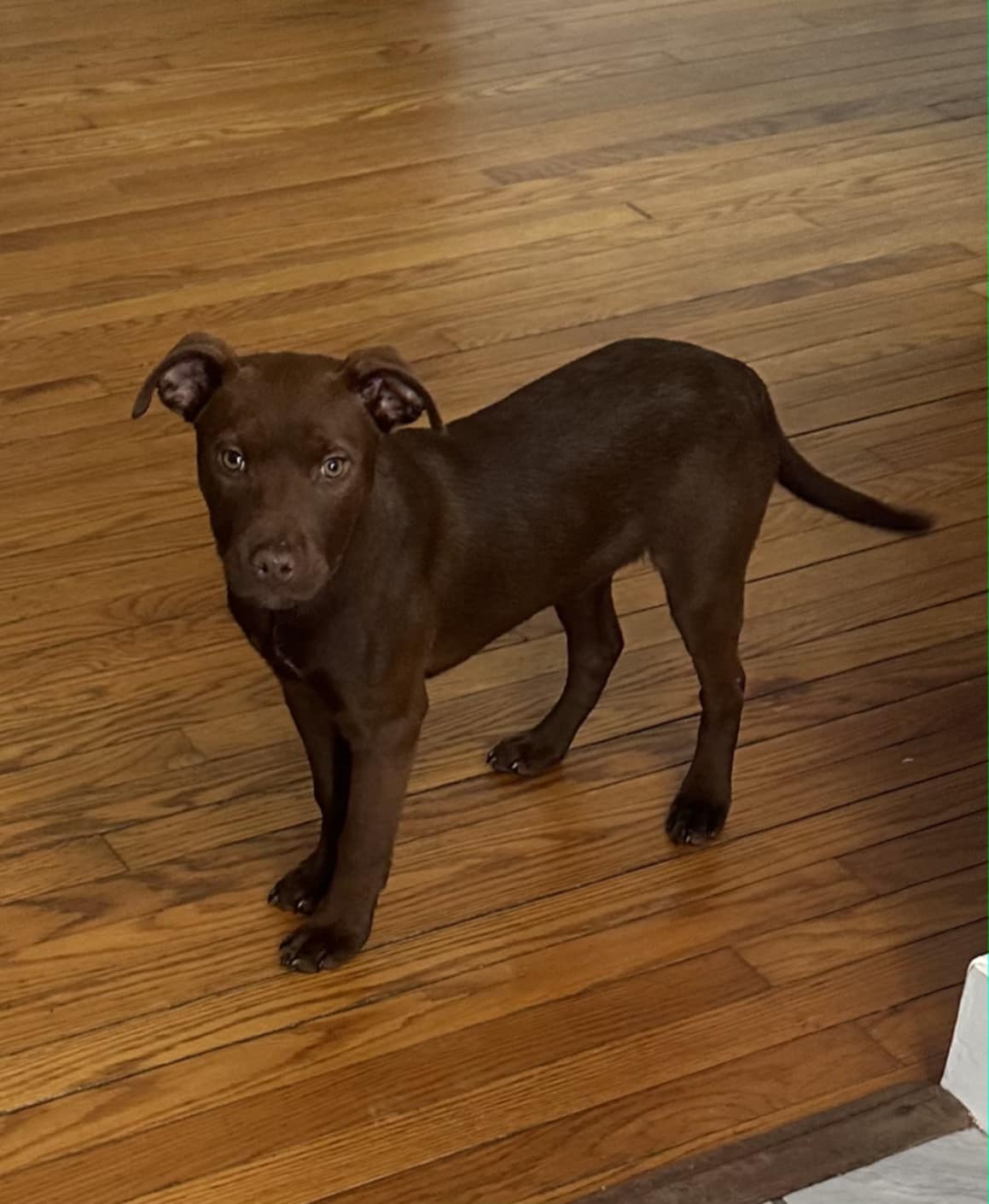 Luna (NY-Emily) Image