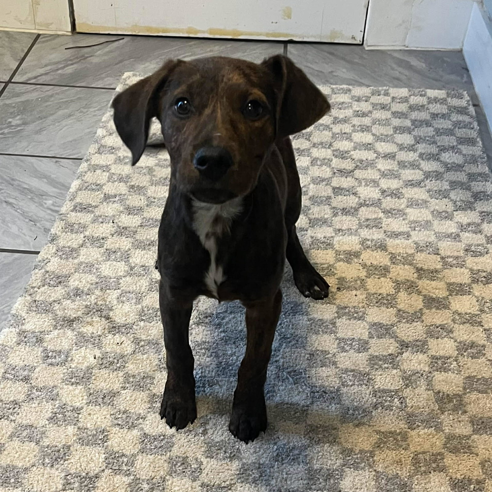 Lily (NY-Emily)