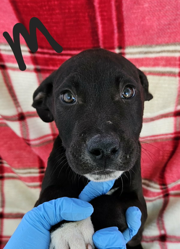 Louie (NY-Emily)