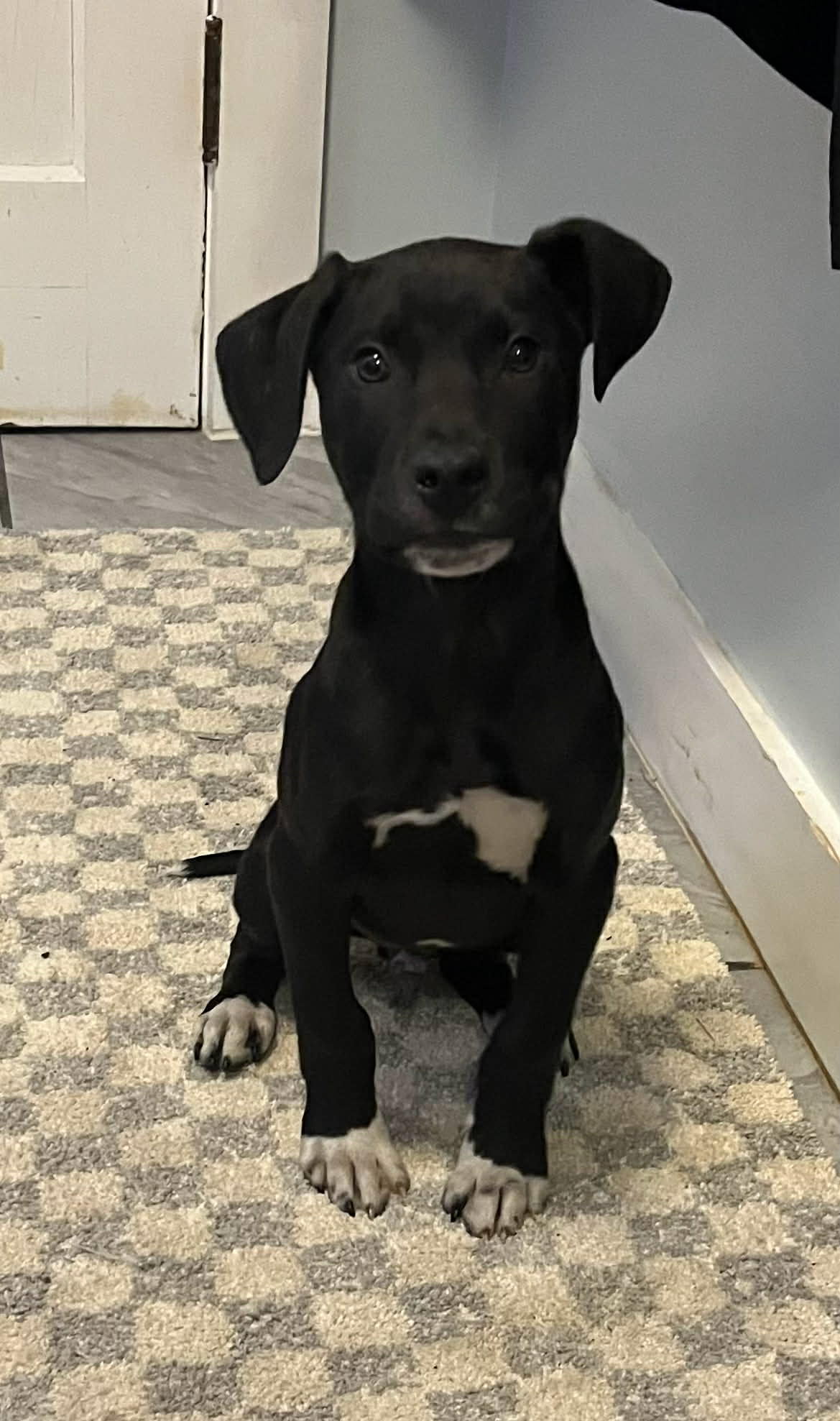 Louie (NY-Emily)