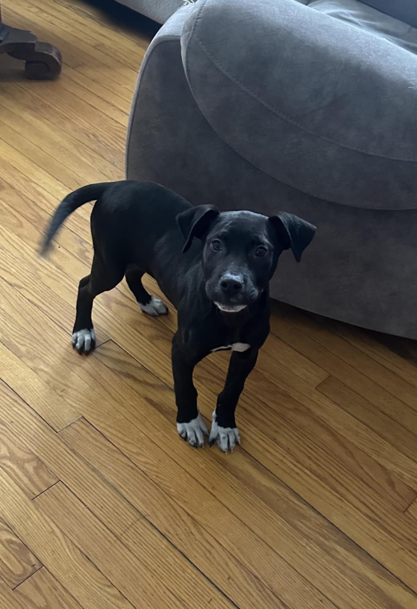 Louie (NY-Emily) Image