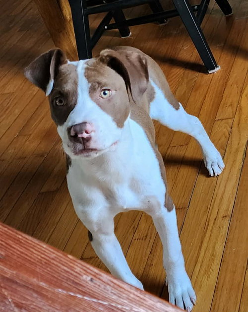 picture of the dog needing adoption