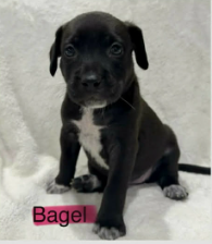 Bagel (NY-Sarah) Image