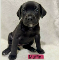 Muffin (NY-Sarah) Image
