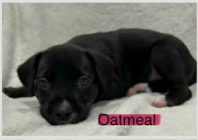 Oatmeal (NY-Sarah) Image