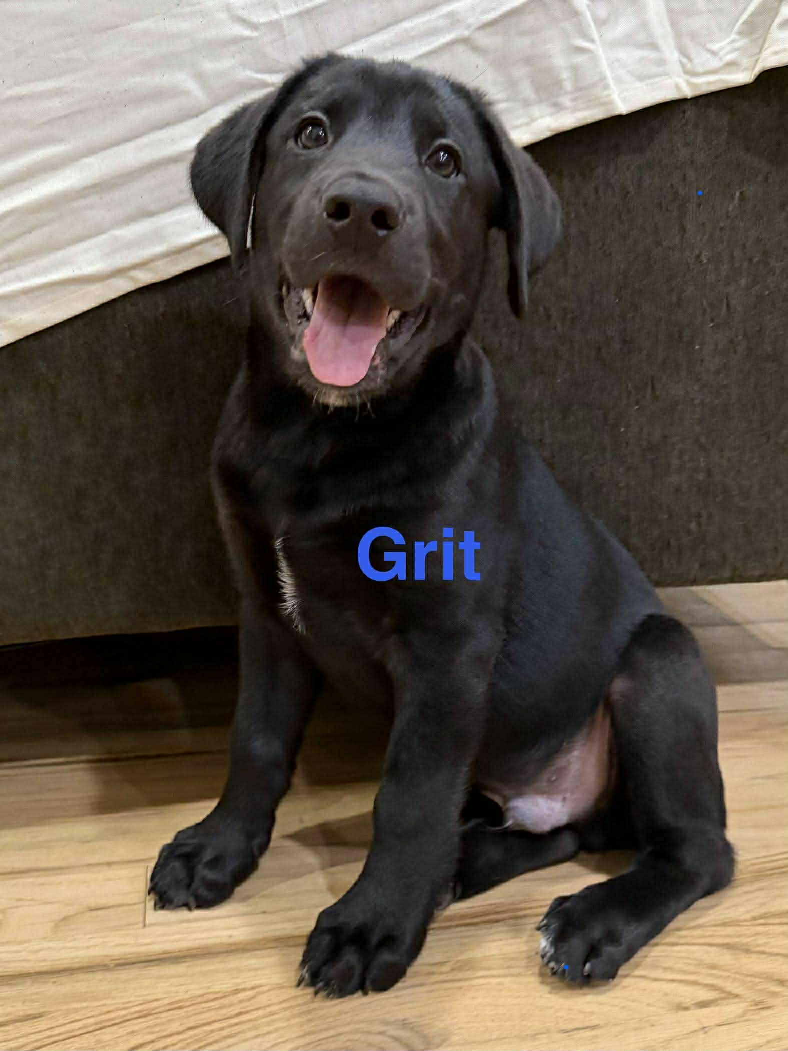 Grit (NY-Sarah) Image