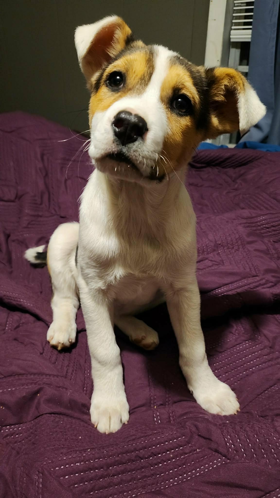 Abby (NY-Sarah) Image