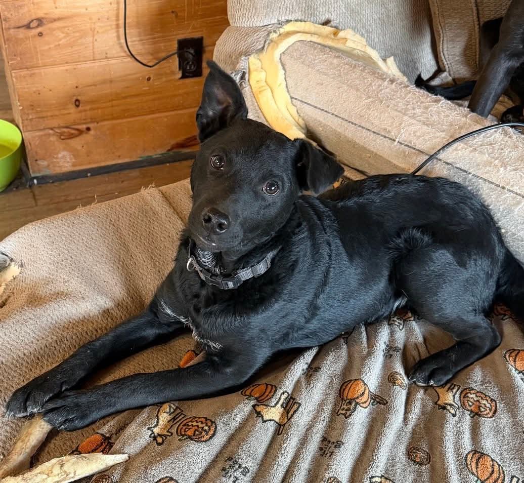 Doc (NY-Lia) (Neutered) *Pompey NY* Image