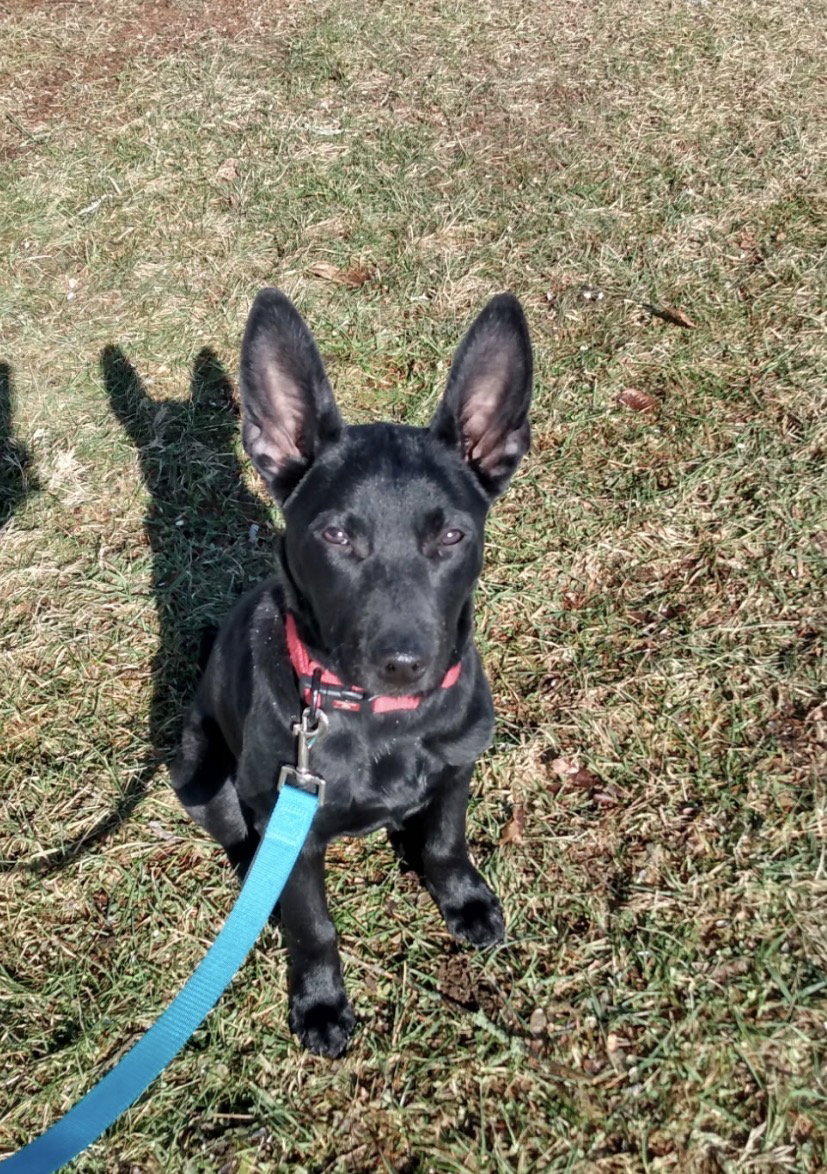 Denver (Lia-NY) (Purebred) *Sherburne NY* Image