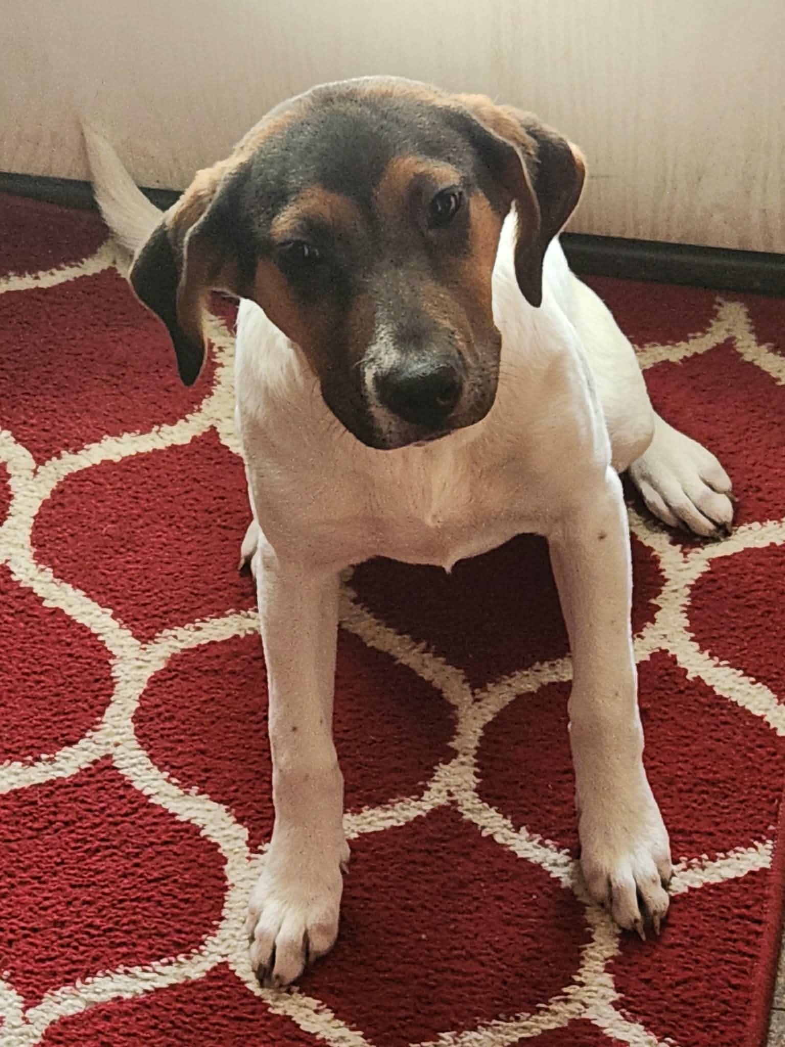 Jade (NY-Shari) *$125 Adoption Fee!*