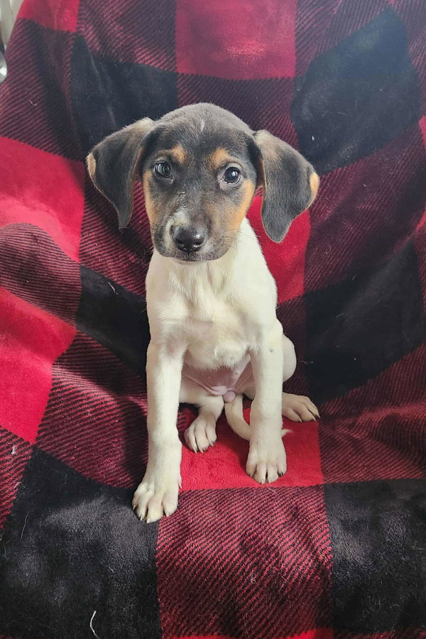 Jade (NY-Shari) *$125 Adoption Fee!*