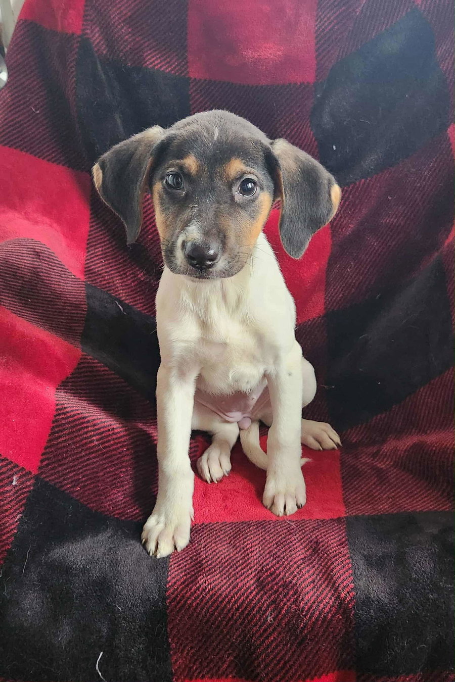 Jade *$125 Fee!* (Oriskany Falls) *Spayed*