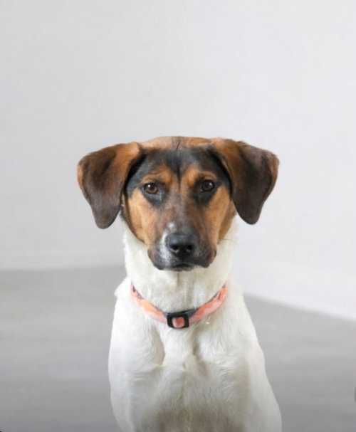 Jade *$125 Fee!* (Oriskany Falls) *Spayed*, an adoptable Hound in SHERBURNE, NY