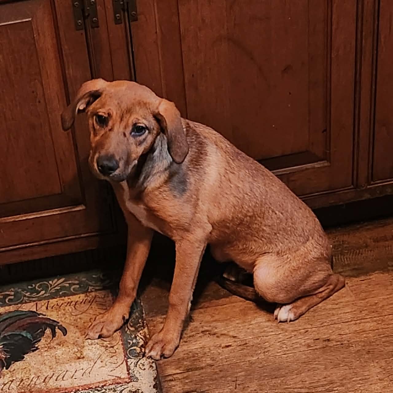 Jojo (NY-Shari) *$125 Adoption Fee!*