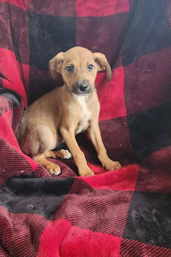 Jojo (NY-Shari) *$125 Adoption Fee!*