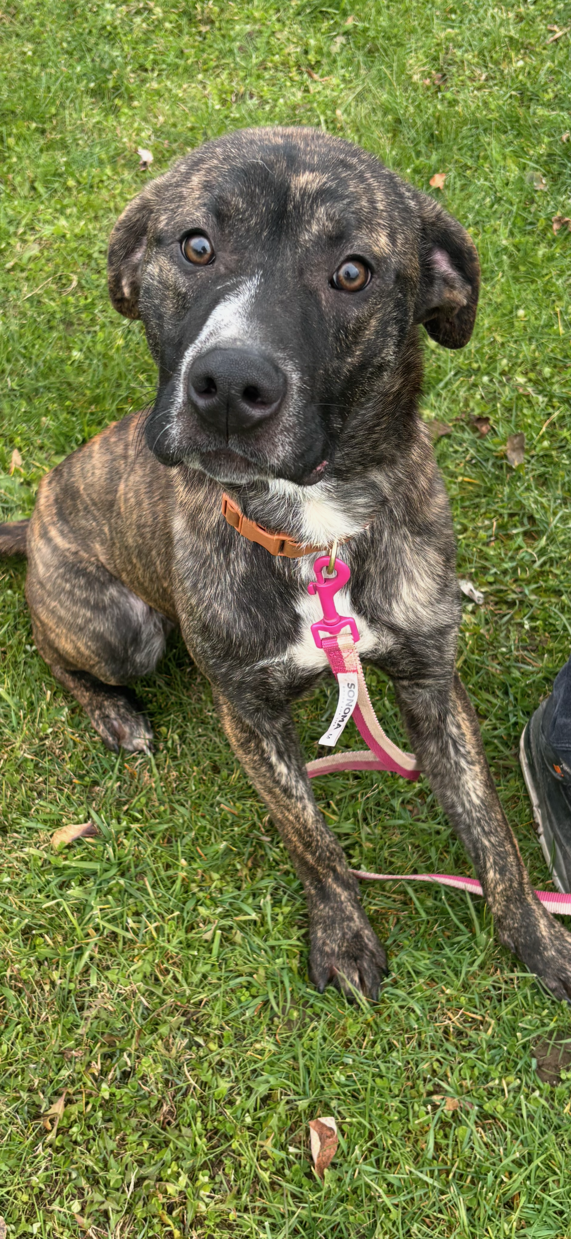 Moose *$150 Adoption Fee!* (Oriskany Falls-NY)