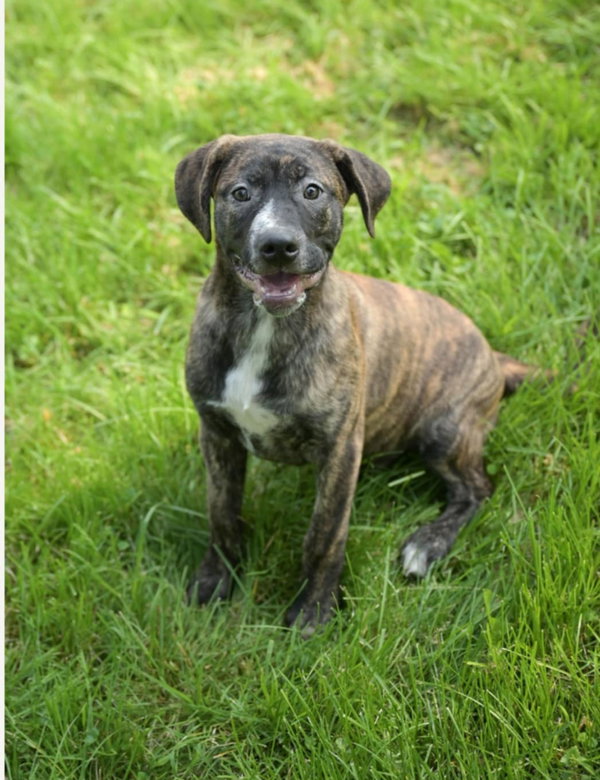 Moose *$150 Adoption Fee!* (Oriskany Falls-NY)