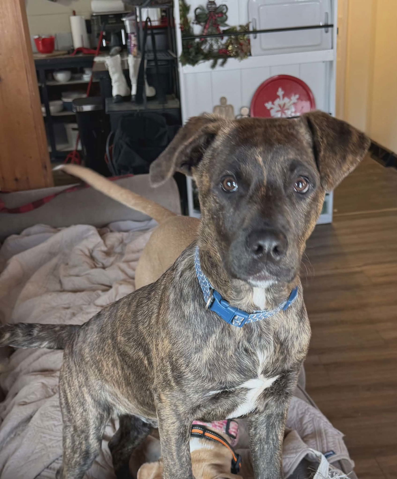 Rex (Pompey-NY)
