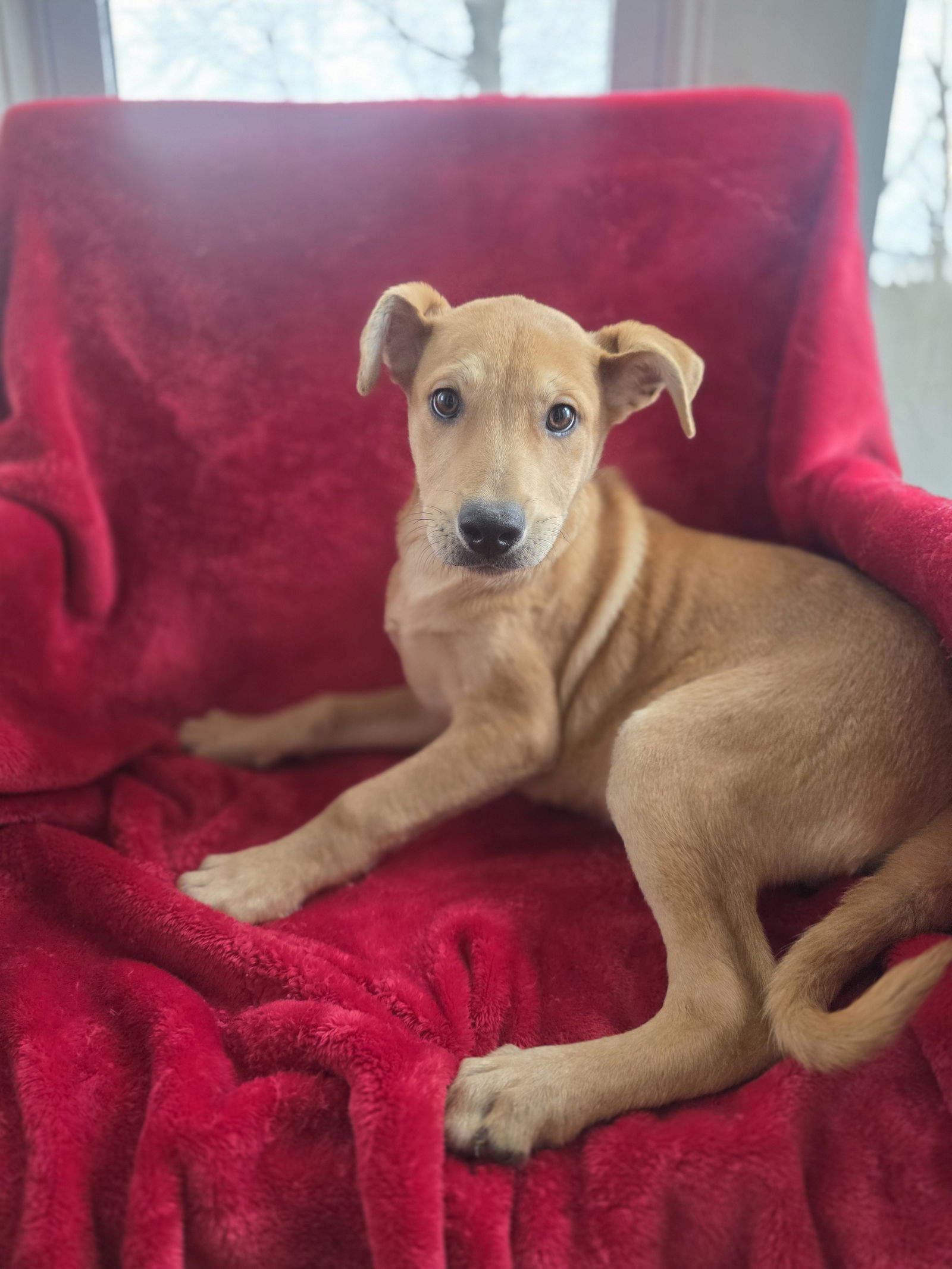Teddy (NY-Shari) *$150 Adoption Fee!*