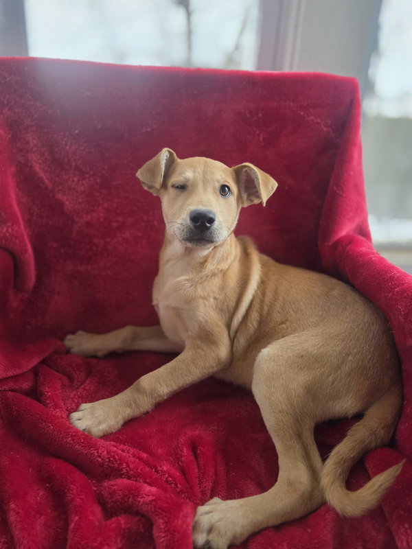 Teddy (NY-Shari) *$150 Adoption Fee!*