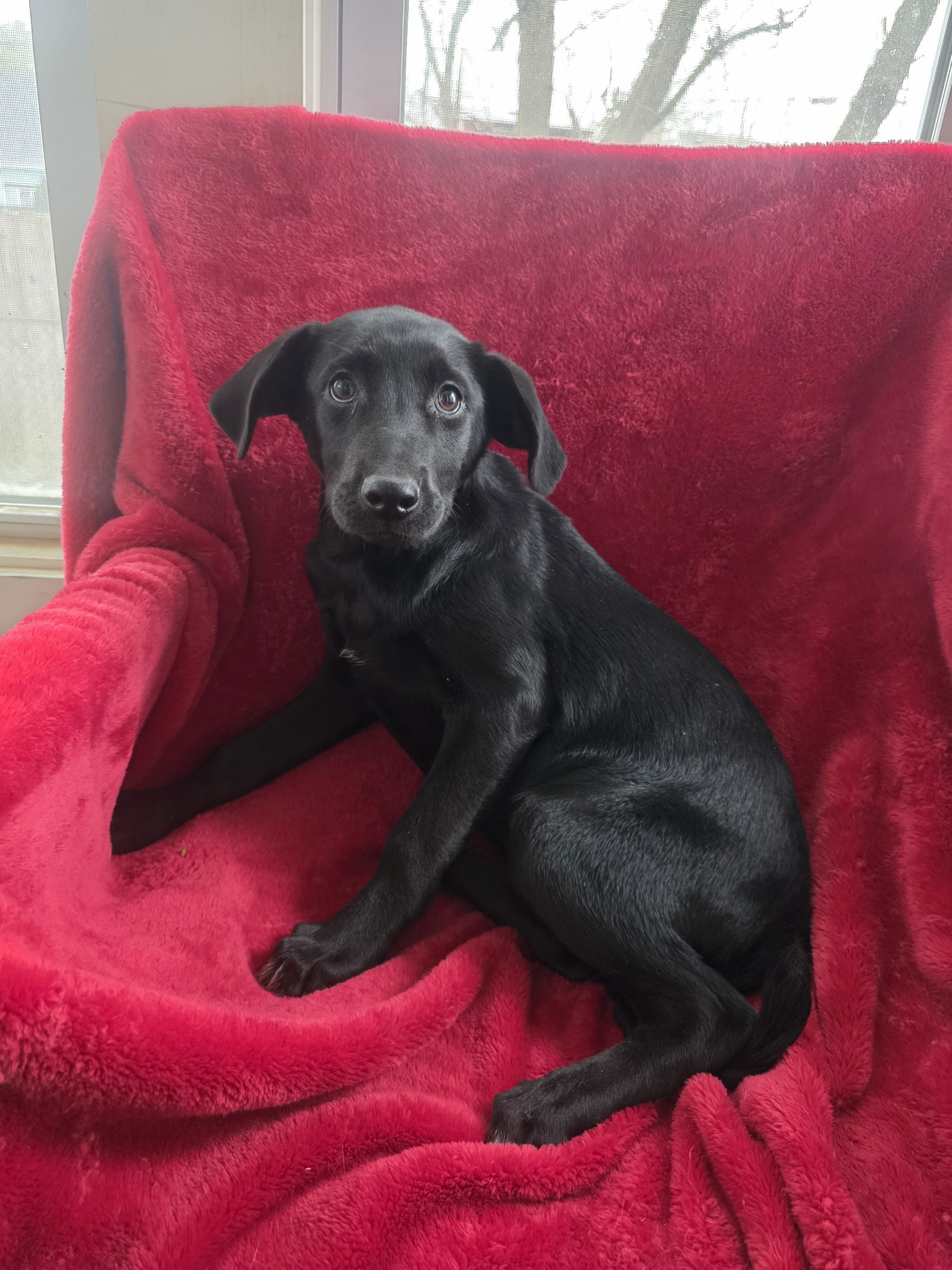 Trina (NY-Shari) *$150 Adoption Fee*