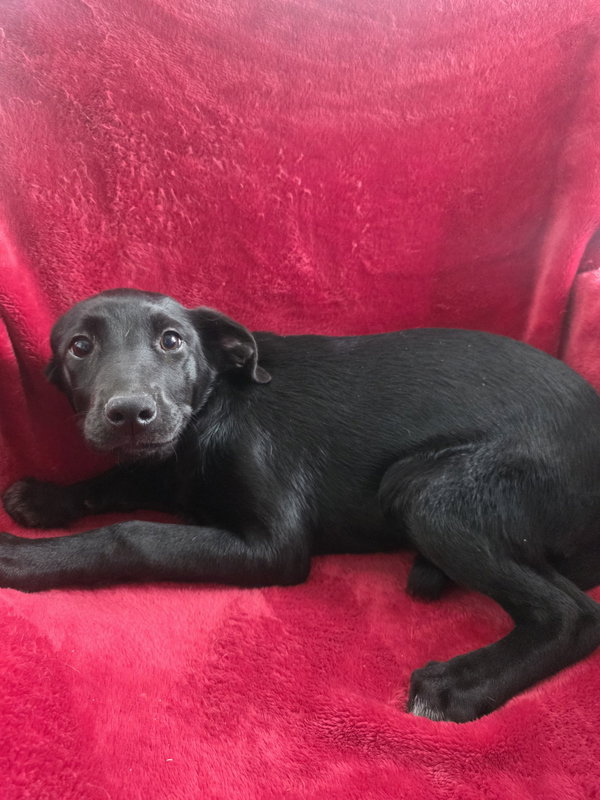 Trina (NY-Shari) *$150 Adoption Fee*