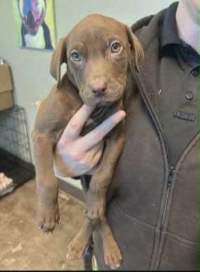 Zoey (NY-Shari)