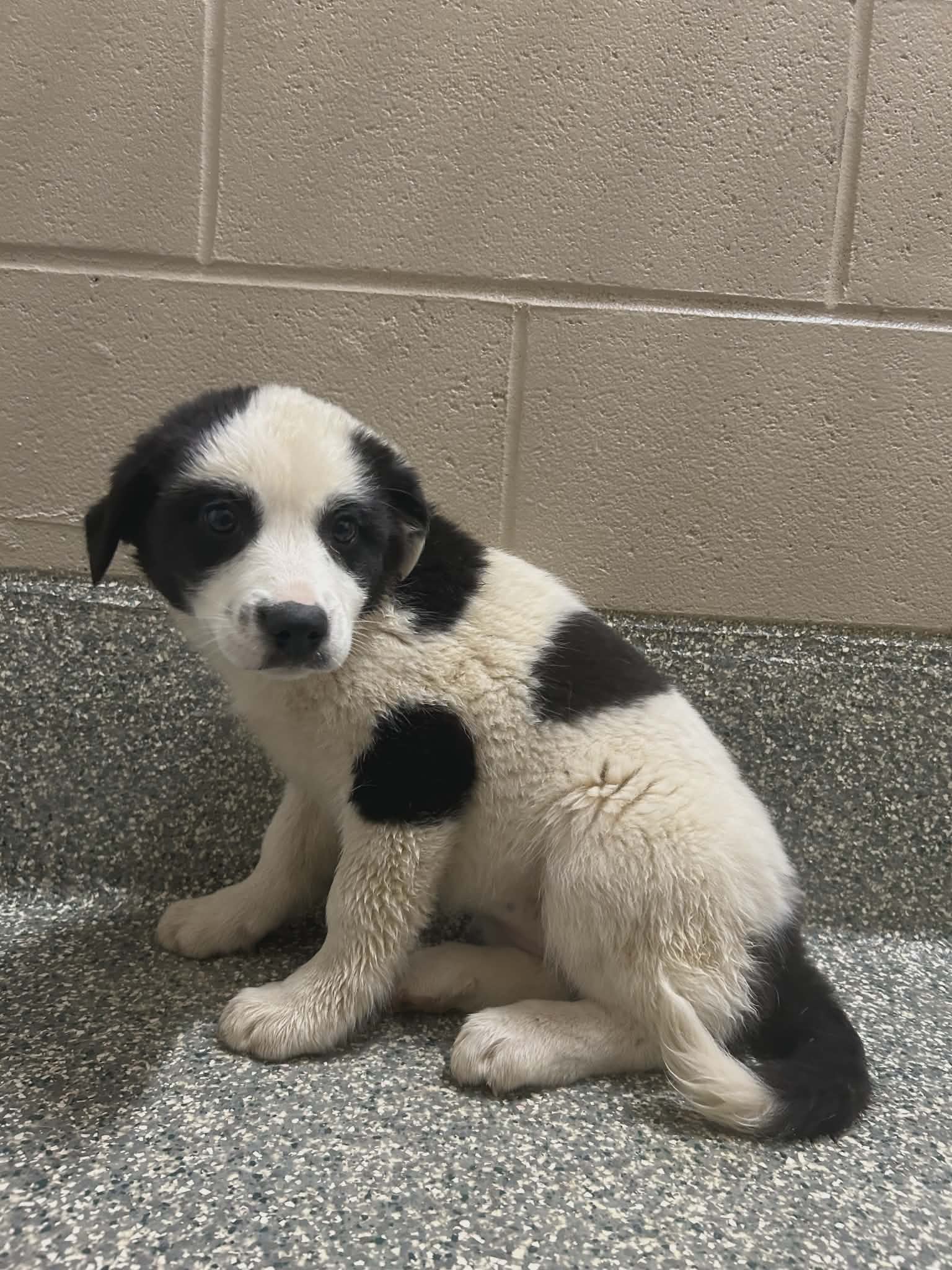 Clarabell (NY-Sarah) Image