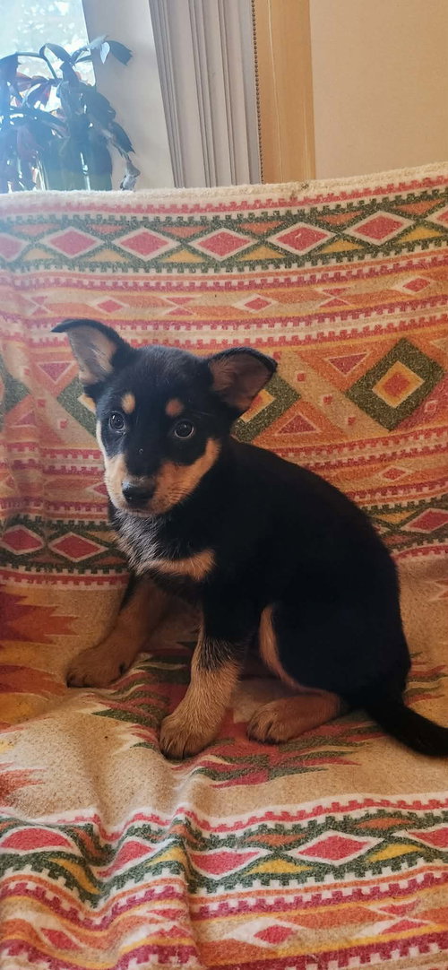 picture of the dog needing adoption