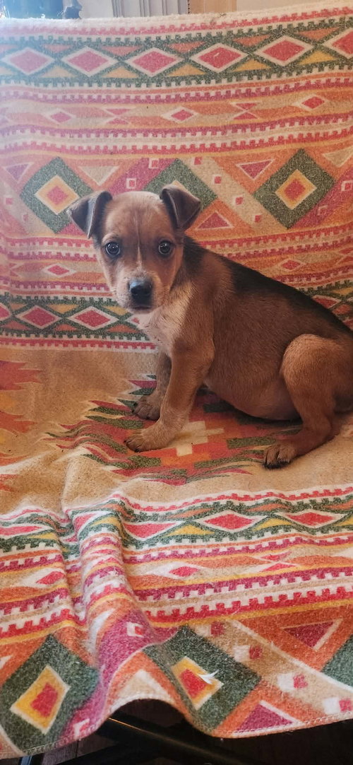 picture of the dog needing adoption