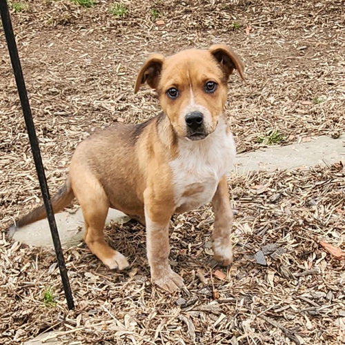 Polo (NY-Lia) *Yorkville-NY*, an adoptable Australian Shepherd in SHERBURNE, NY