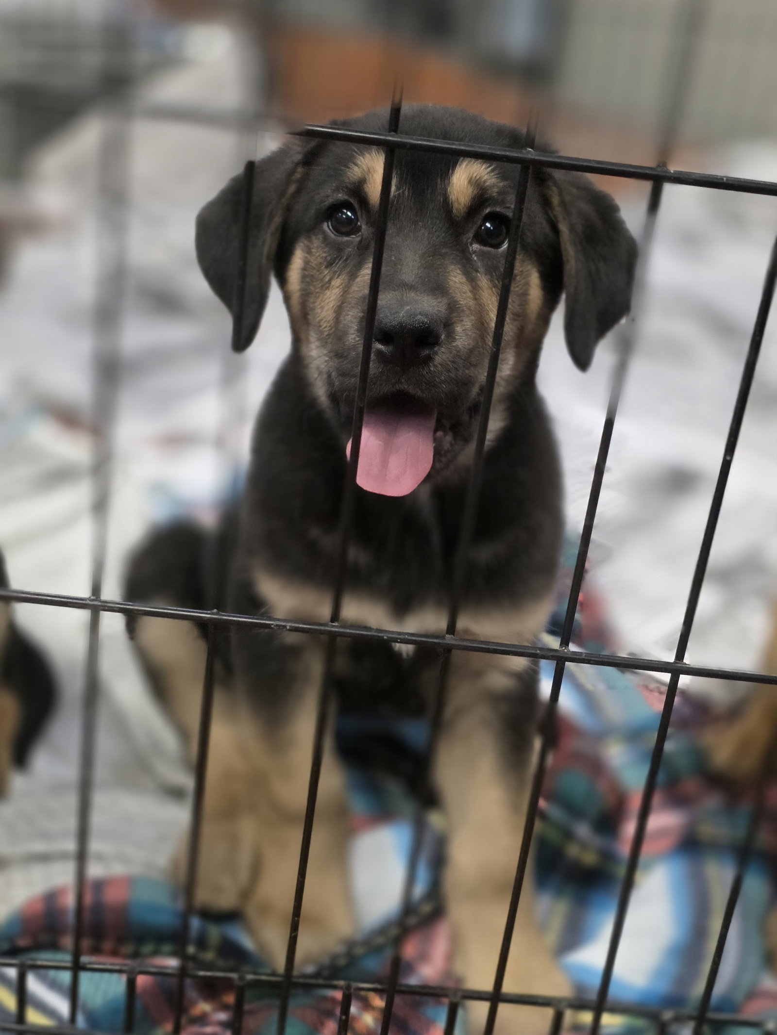 Nova (NY-Sarah) Image