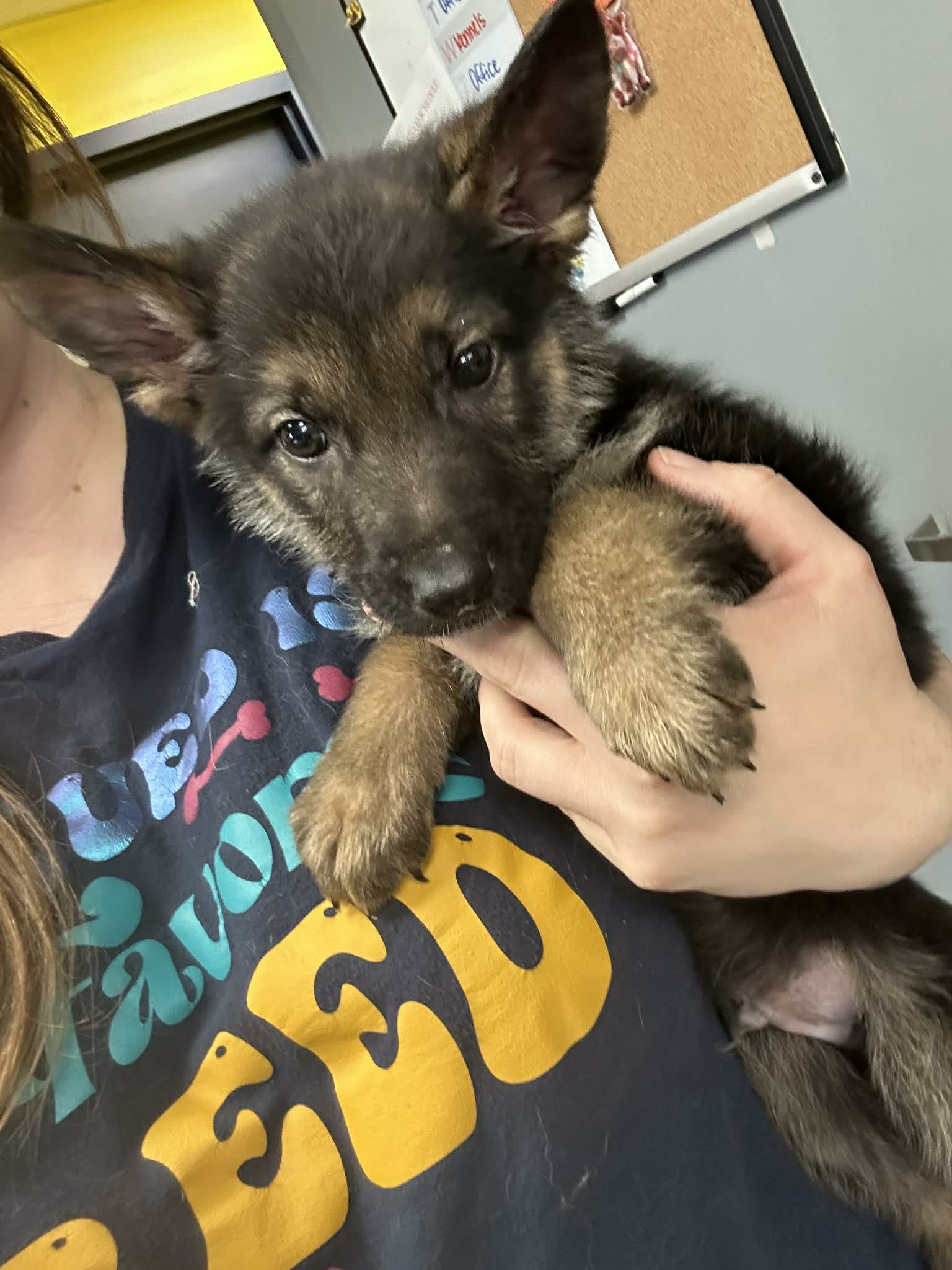 Apollo (NY-Sarah) *Purebred* Image