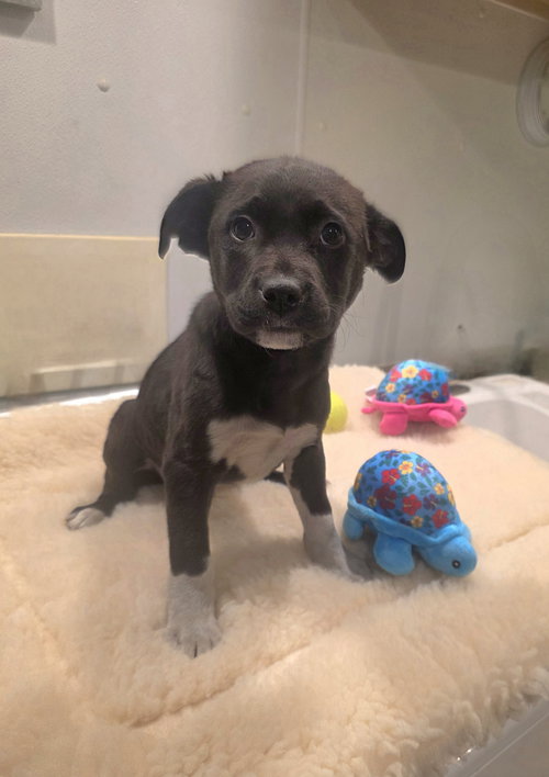 picture of the dog needing adoption