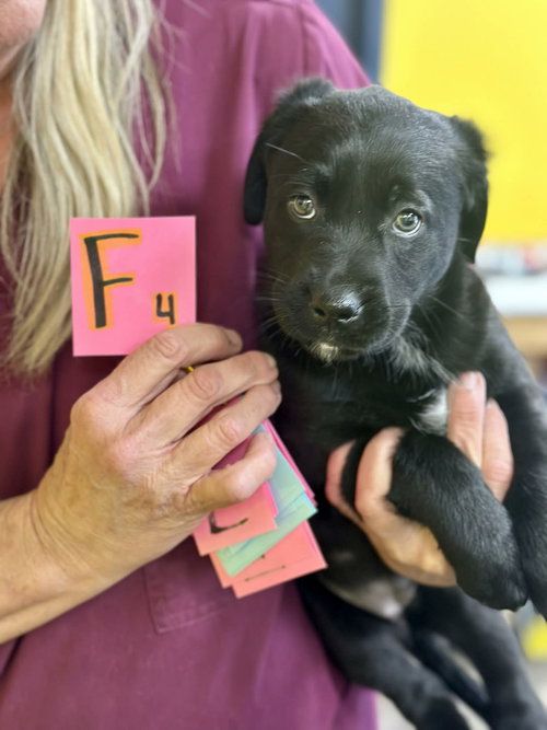 picture of the dog needing adoption