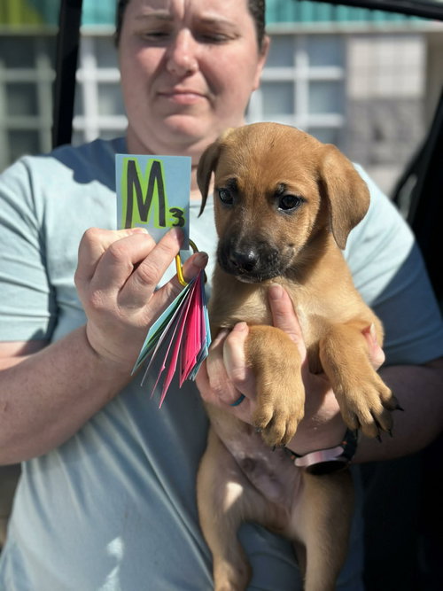 picture of the dog needing adoption