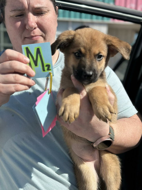 picture of the dog needing adoption
