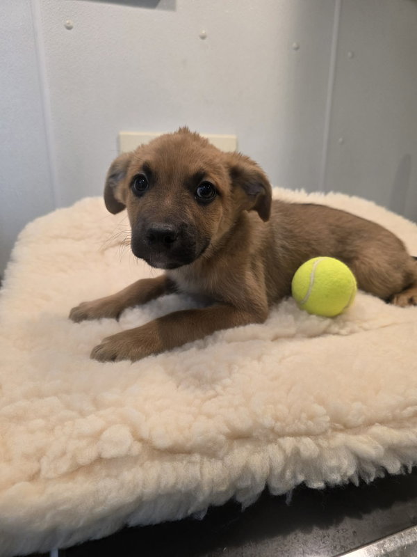 Fido (NY-Sarah)