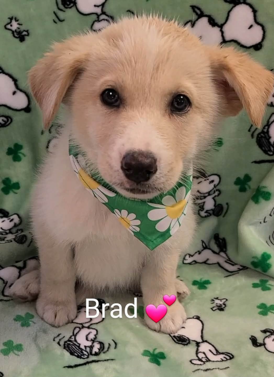 Brad (NY-Sarah) Image