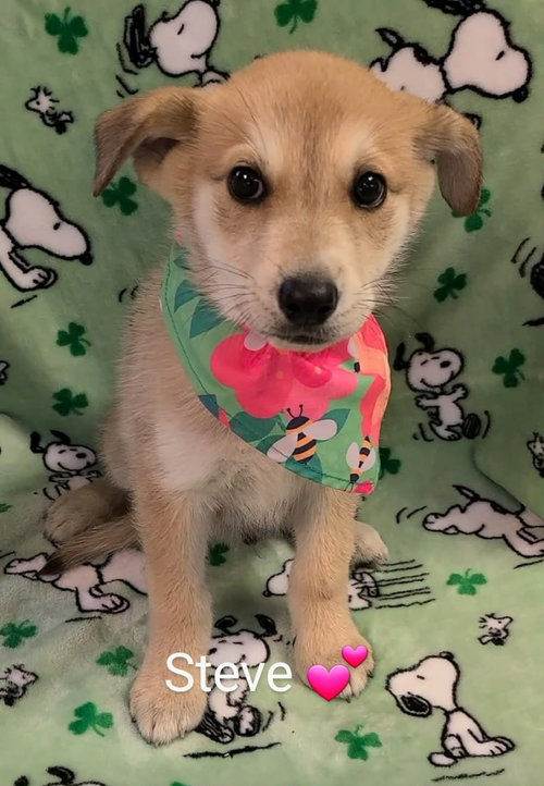 picture of the dog needing adoption