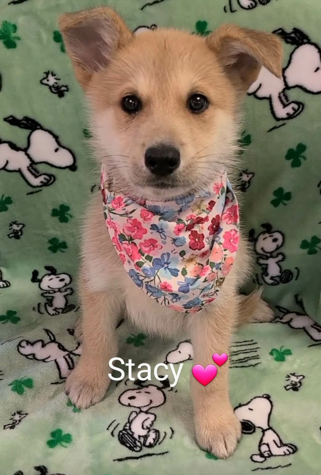 Stacy (NY-Sarah) Image