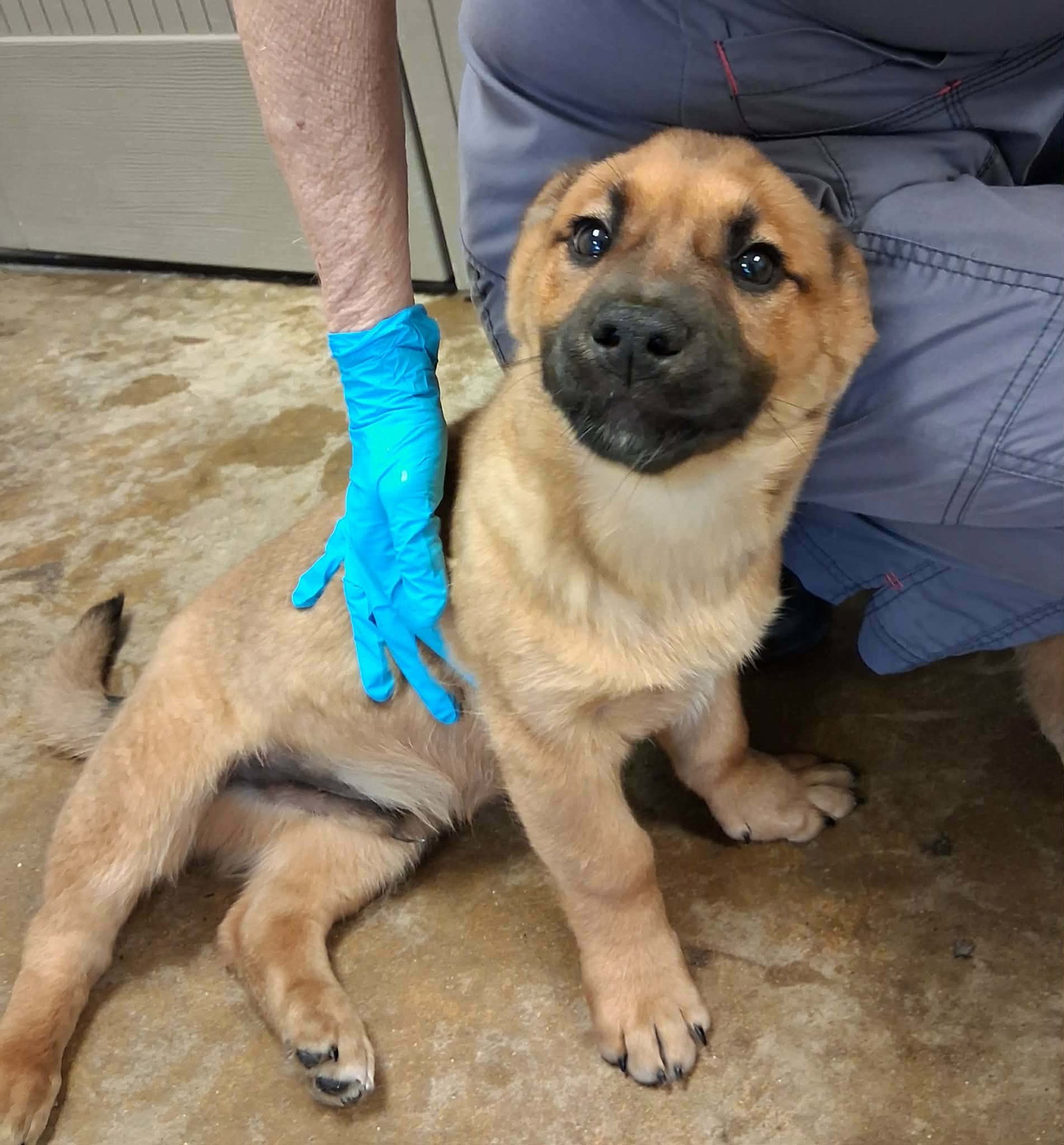 Charlie (NY-Shari) Image