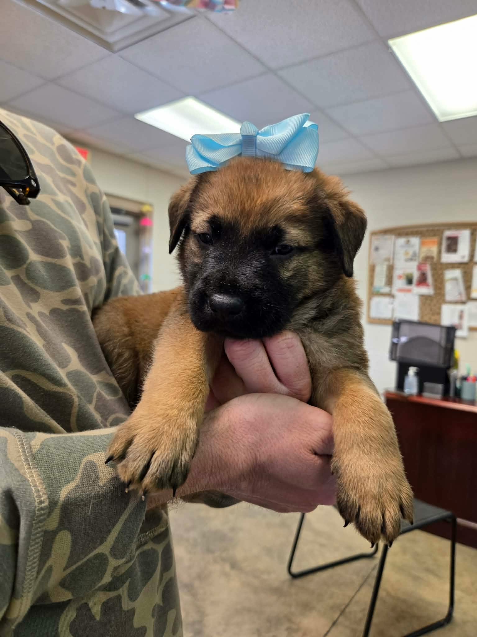 Buster (NY-Lia) Image