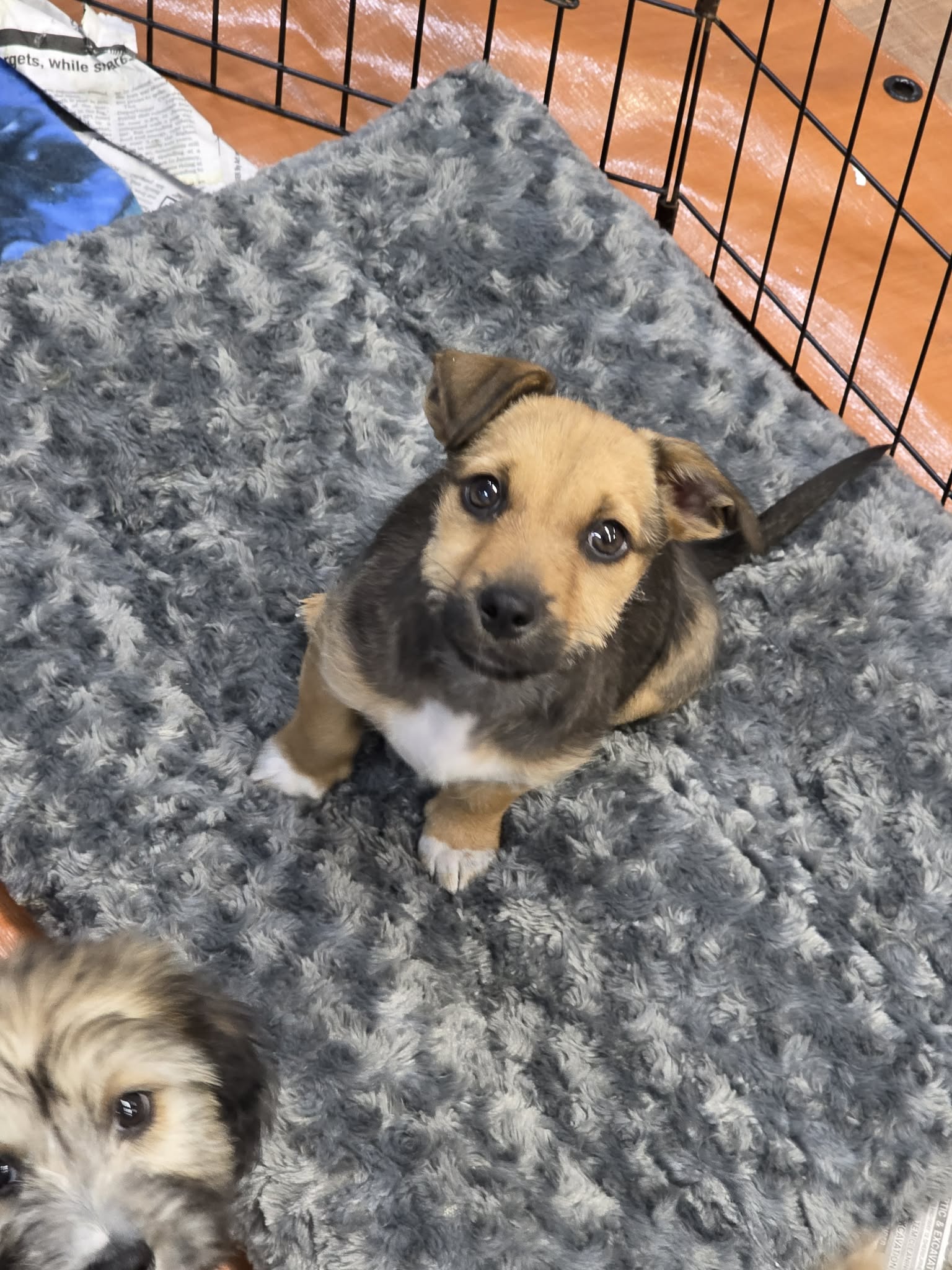 Tucker (NY-Sarah) Image