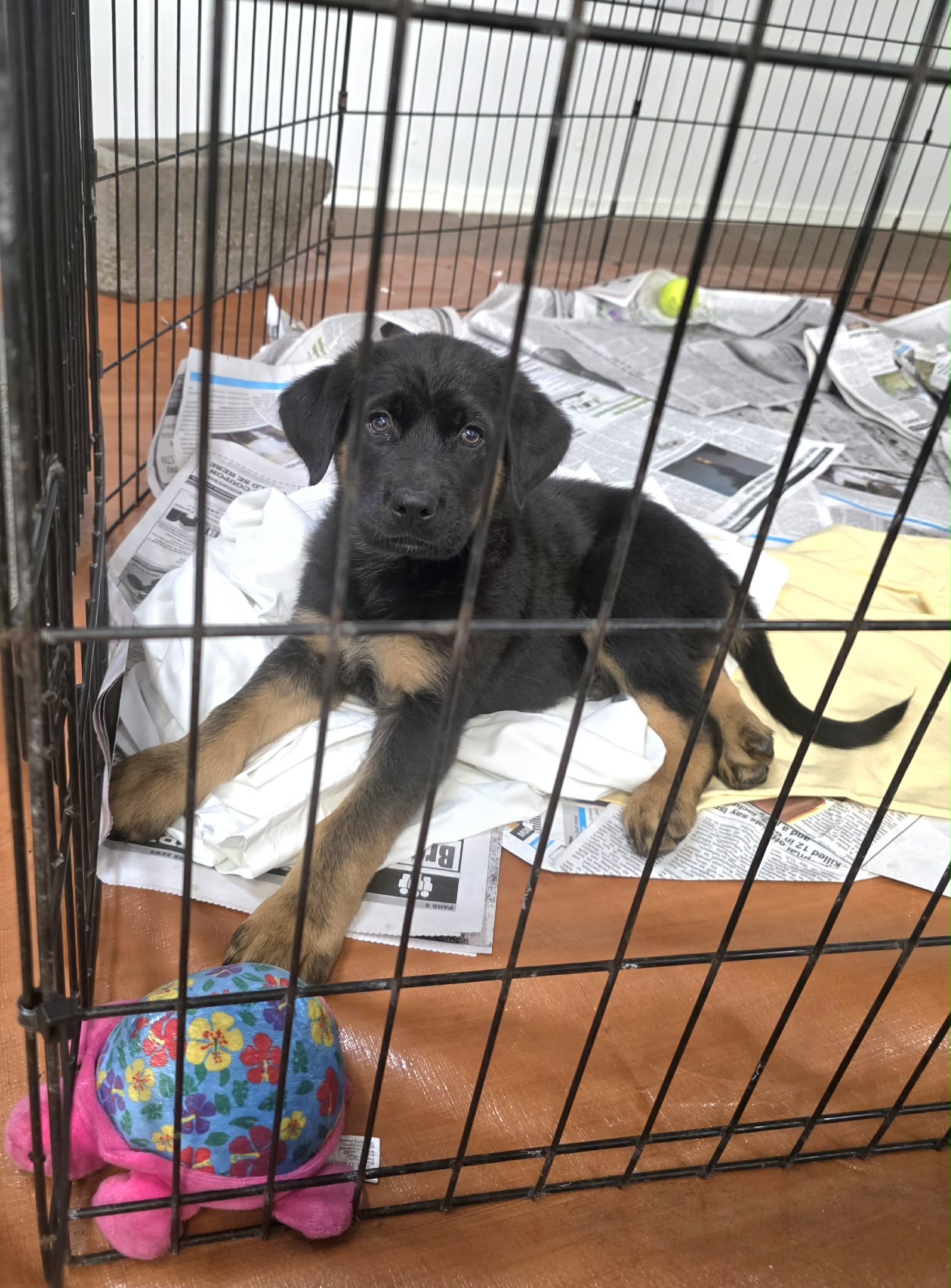 Odin (NY-Sarah) Image