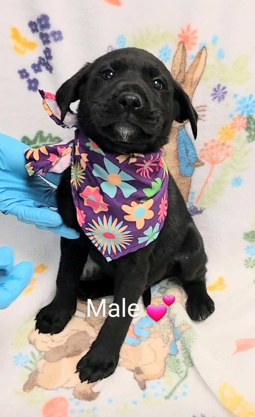 Rex (NY-Lia) *Yorkville-NY*, an adoptable Labrador Retriever in SHERBURNE, NY