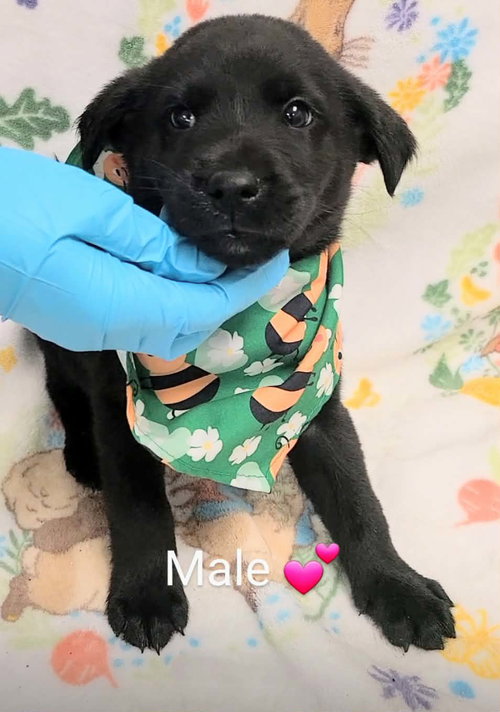 Rocky (NY-Lia) *Yorkville-NY*, an adoptable Labrador Retriever in SHERBURNE, NY